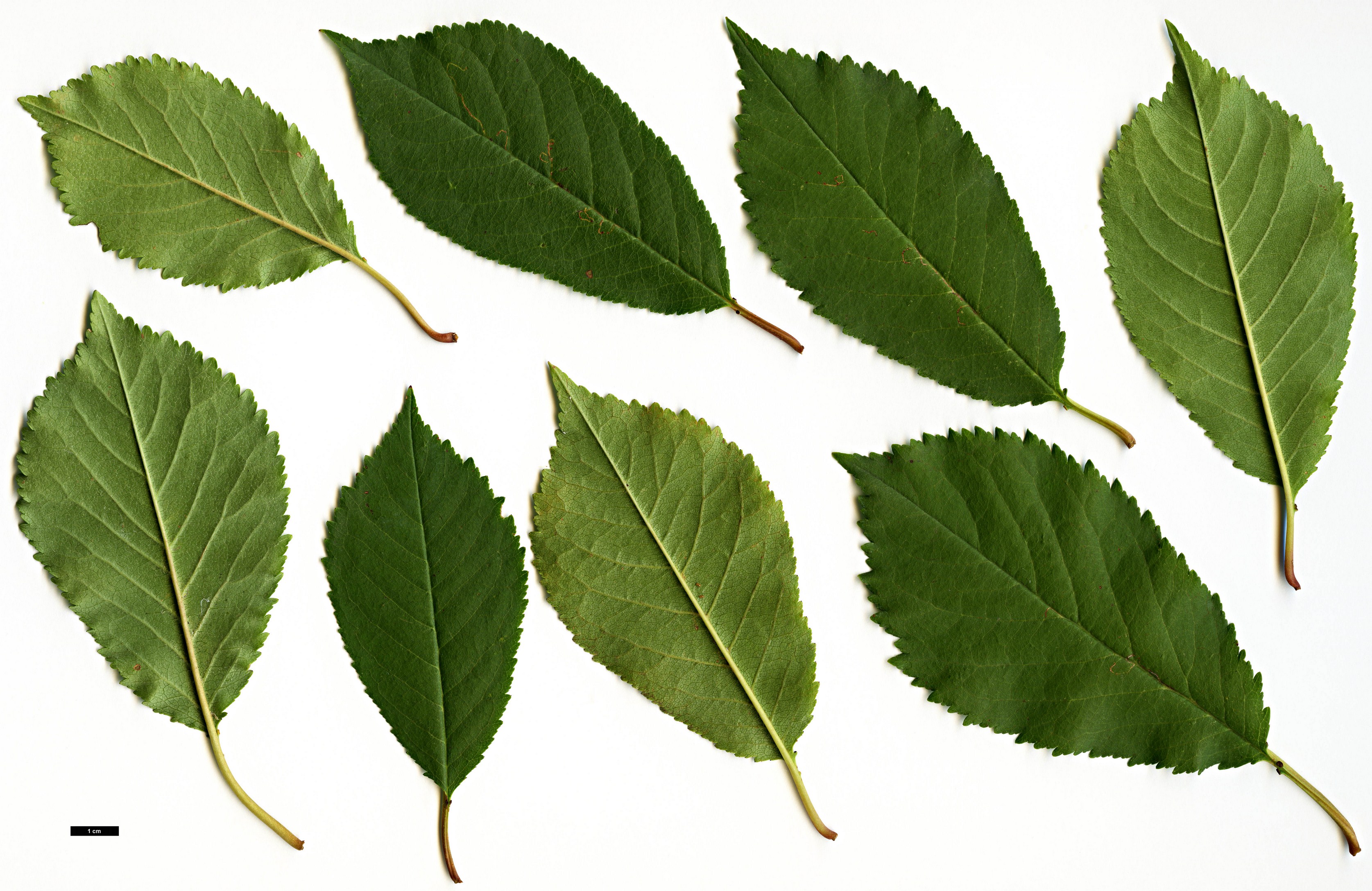 High resolution image: Family: Rosaceae - Genus: Prunus - Taxon: cerasus
